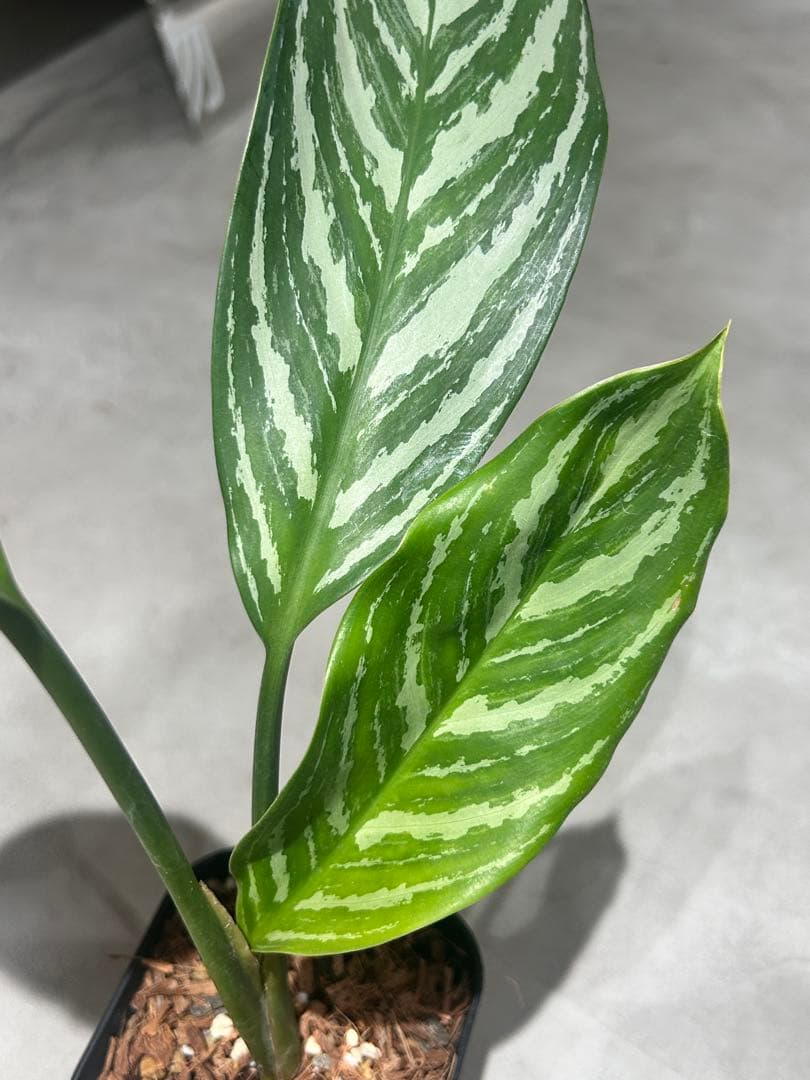 アグラオネマ　カーティシー