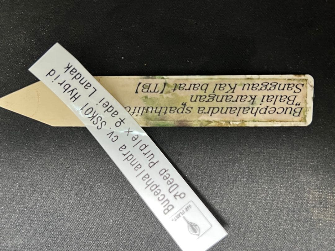 ペ*ン様 ブセファランドラ spathulifolia Balai karang