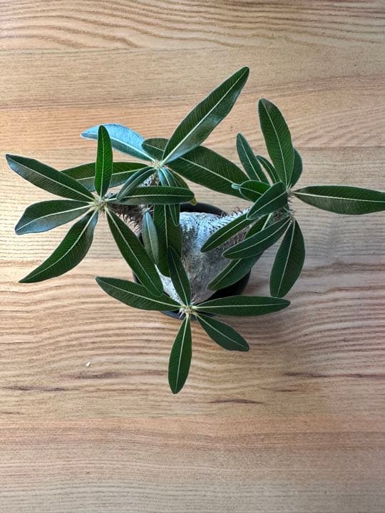 Botanize限定鉢×グラキリス