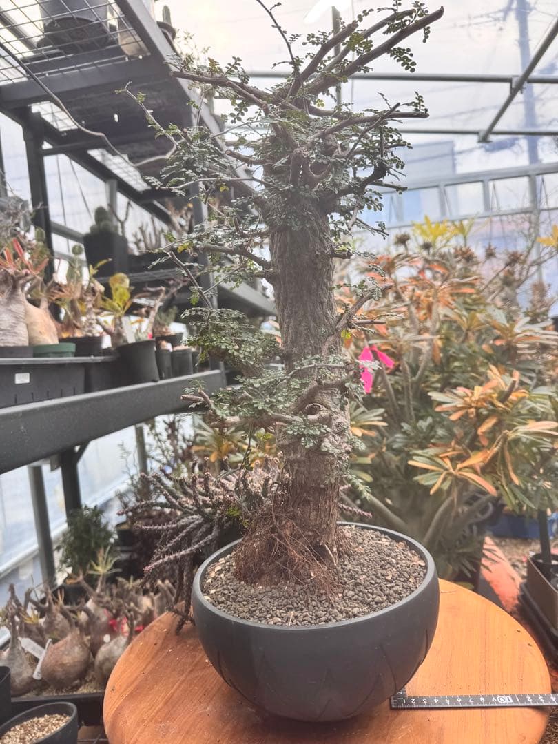 タイムセール　デカリー　invisibleink