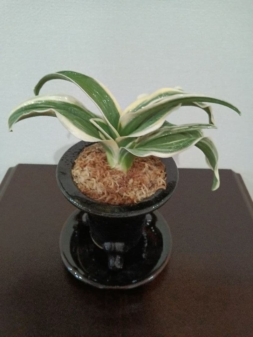 万年青「御国の光」