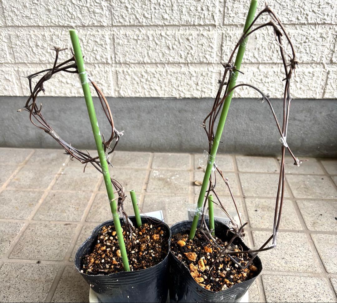 クレマチス　苗　マクロペタラウェッセルトン　アトラゲネ系　宿根草