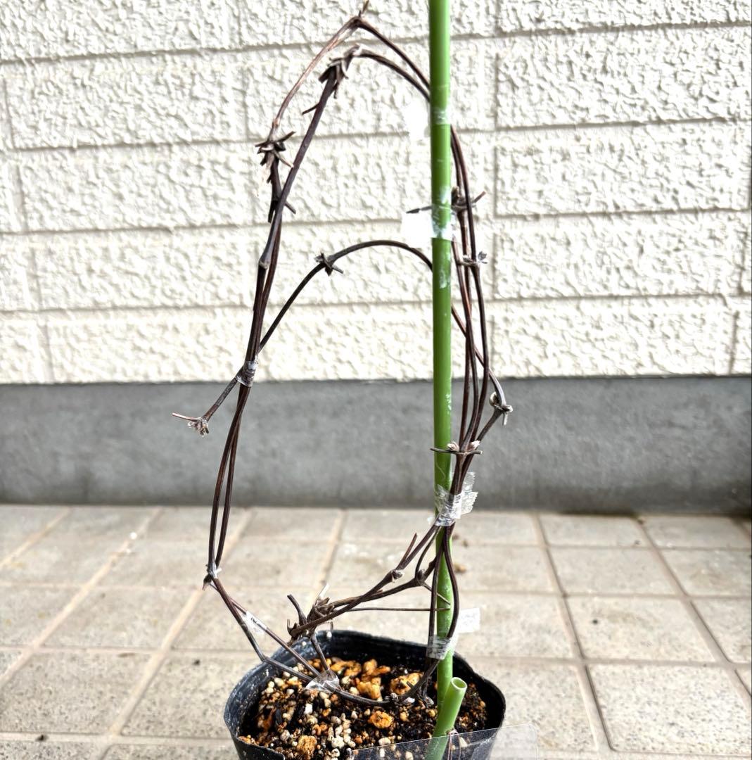 クレマチス　苗　マクロペタラウェッセルトン　アトラゲネ系　宿根草