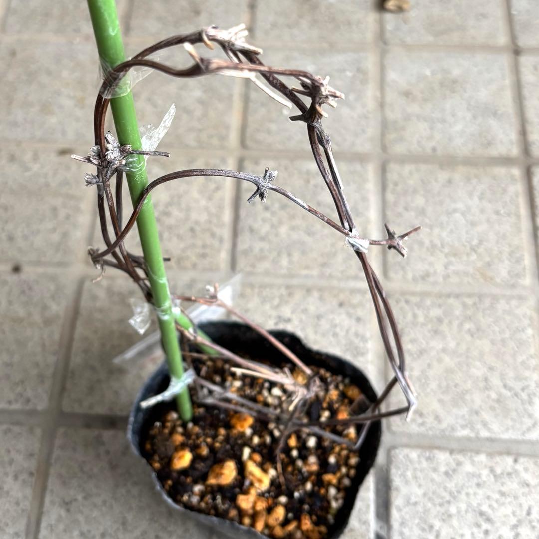 クレマチス　苗　マクロペタラウェッセルトン　アトラゲネ系　宿根草