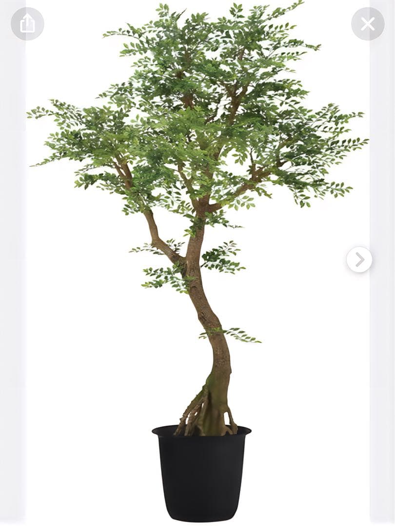 光触媒　人工観葉植物　ウォールグリーン　フェイクグリーン　トネリココアッド鉢付き