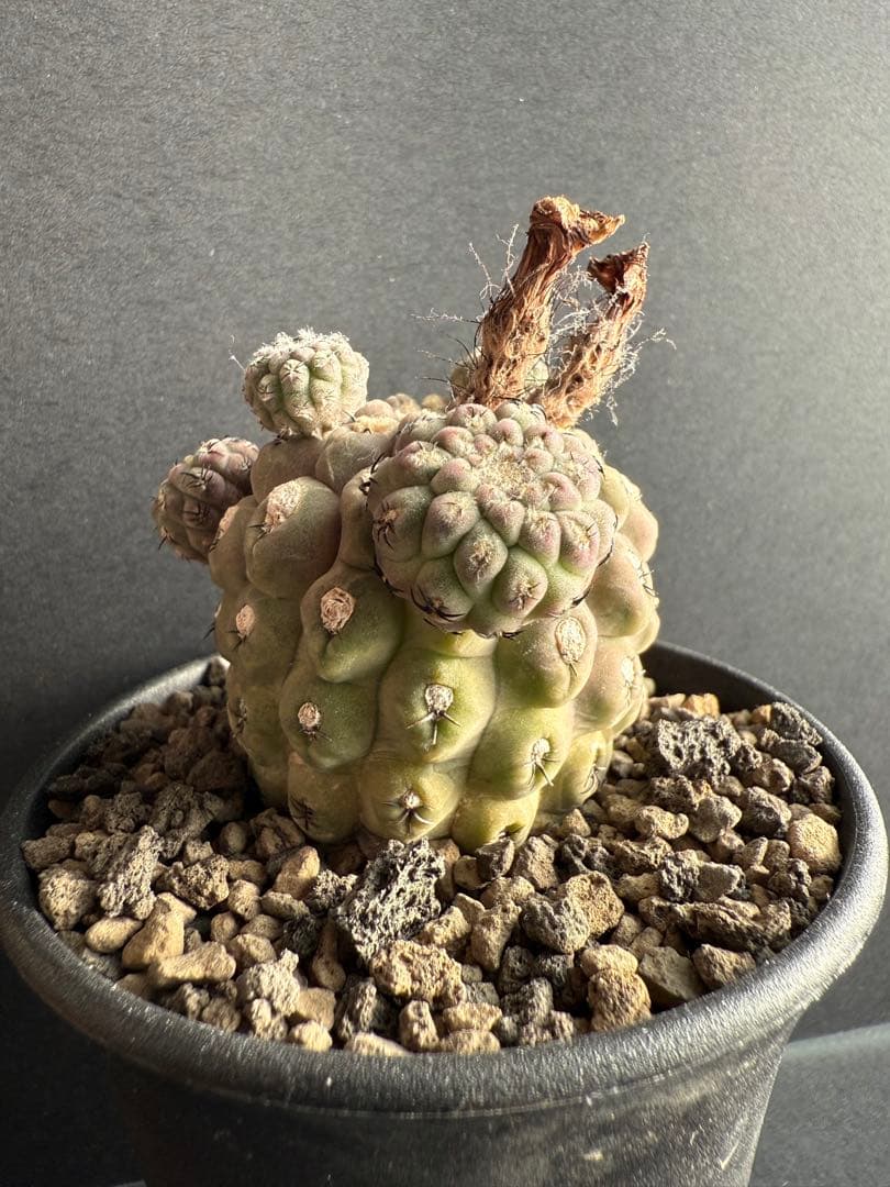 実生10年!!エリオシケ　ナピナ　コピアポア