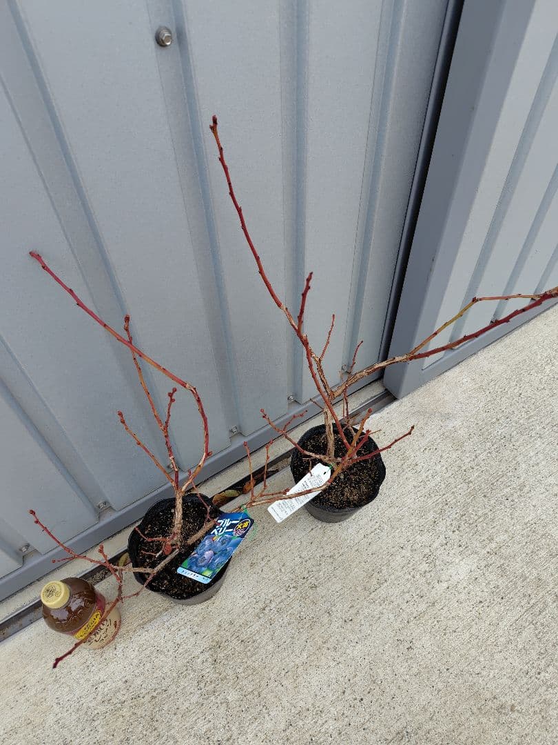 ブルーベリー苗シャープブルー＆レガシー大苗2本セット＋チャンドラー5号ポット2本