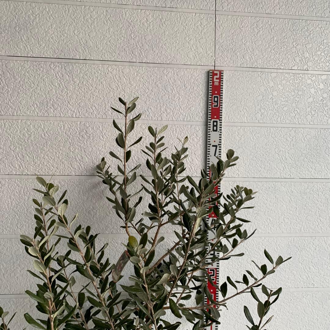 フェイジョア　約:170cm 大株　品種不明　常緑樹　果樹苗　苗木　48