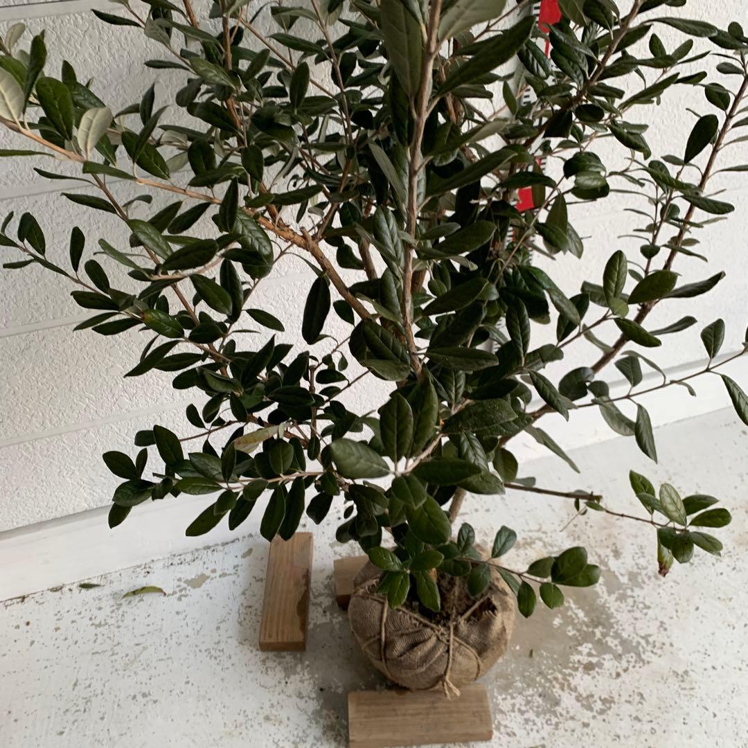 フェイジョア　約:170cm 大株　品種不明　常緑樹　果樹苗　苗木　48