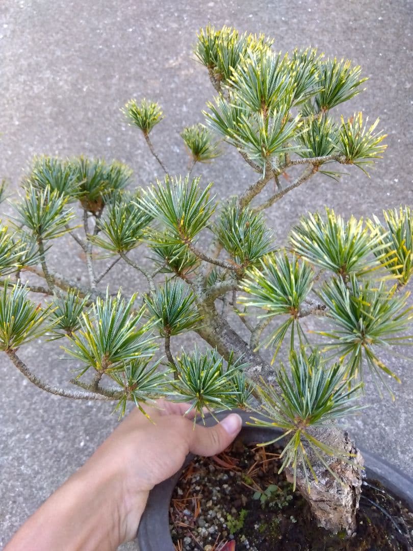 五葉松　斑入り　盆栽　8号陶器鉢つき　曲がり❗美柄❗　③