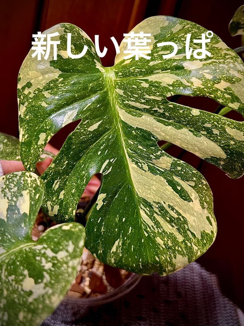 斑入りモンステラデリショーサホワイトスノー