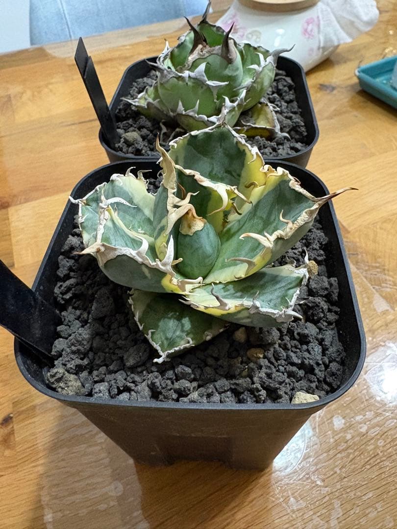 【鉢植え発送可】アガベ 白鯨錦 斑入り ➕　BB セット！極上血統 希少株