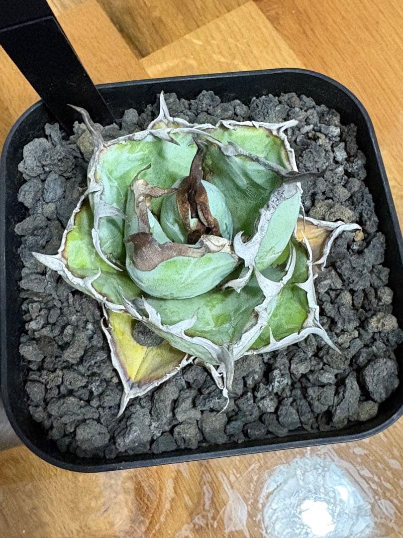 【鉢植え発送可】アガベ 白鯨錦 斑入り ➕　BB セット！極上血統 希少株