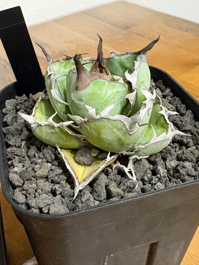 【鉢植え発送可】アガベ 白鯨錦 斑入り ➕　BB セット！極上血統 希少株