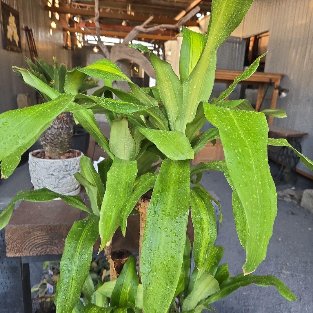 ⑮　ドラセナ　マッサンゲアナ　８号　４株植え　最高等級