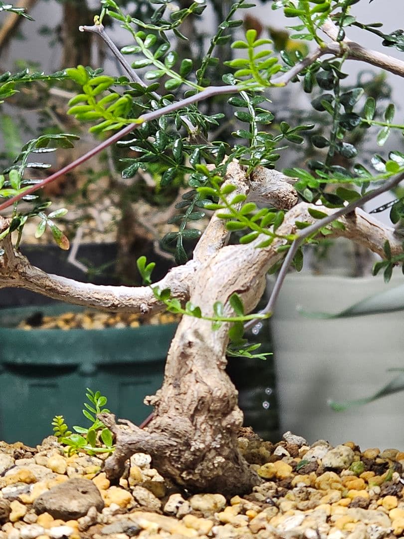 【良株】 オペルクリカリア パキプス