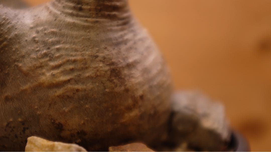 美形 パキポディウム グラキリス①　発根済