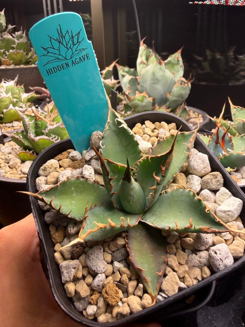 【最終】エボリスピナ× BB hybrid ハイブリッド①発根活着