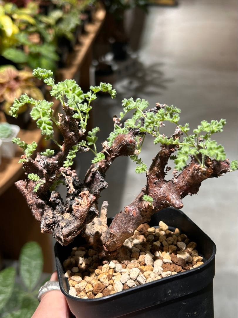 ペラルゴニウム　アルテルナンス