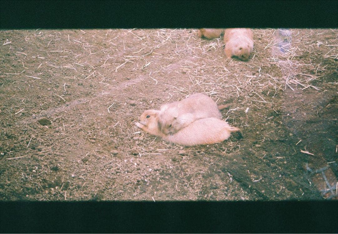 Nikon F70 一眼レフカメラ　AF Nikkor 28-80mm セット