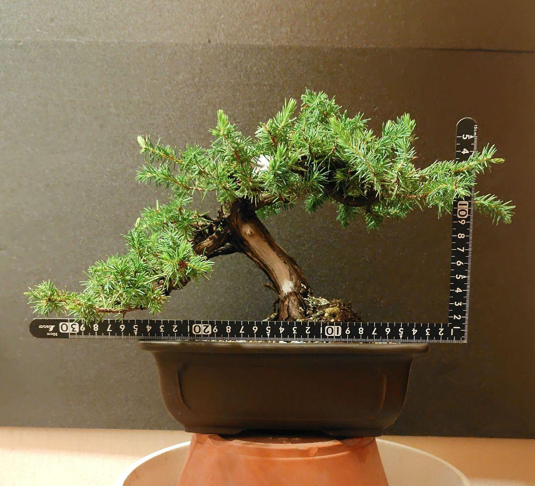 杜松盆栽！