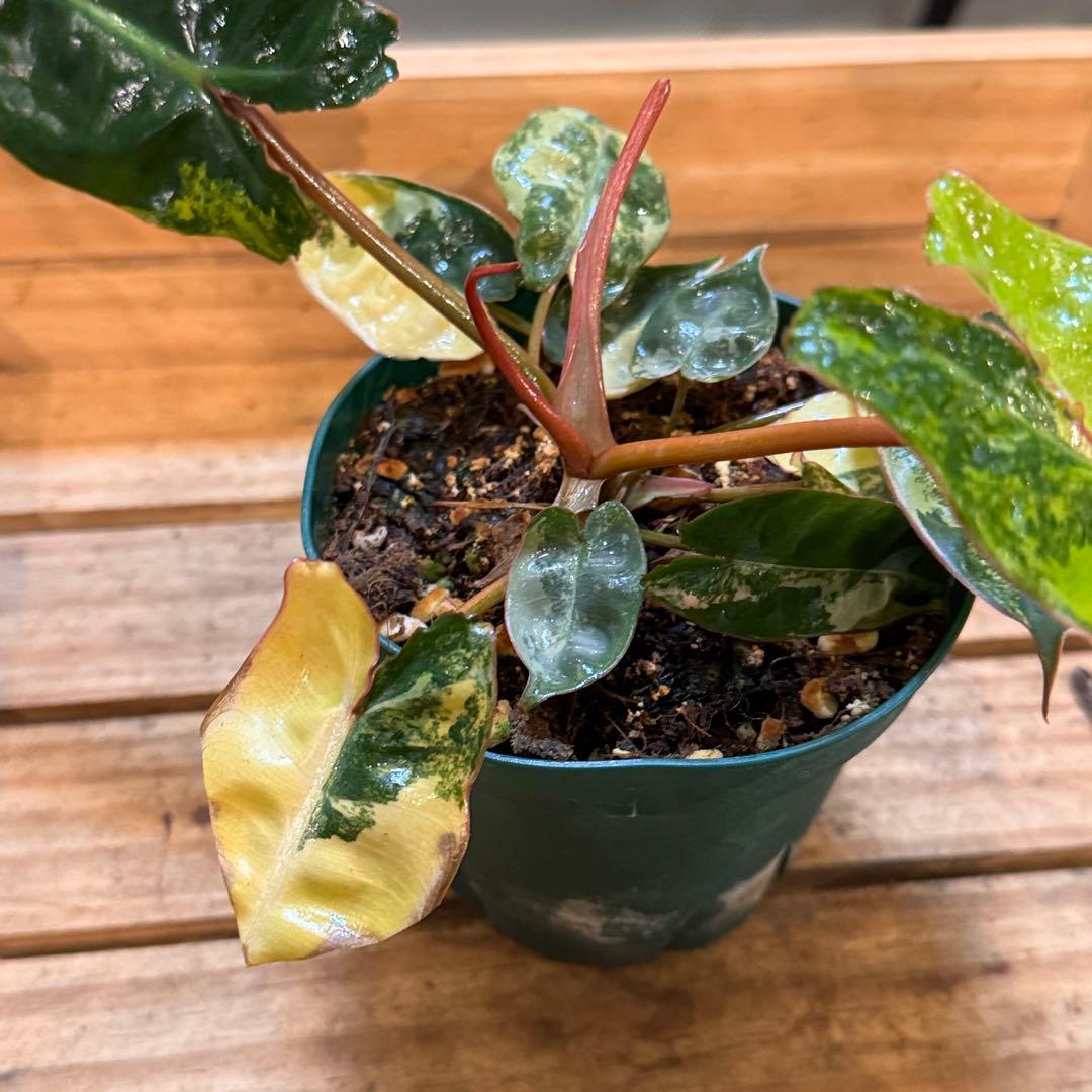 t*☆様 32 フィロデンドロン　ビレッタエ　斑入り　ビレッティア