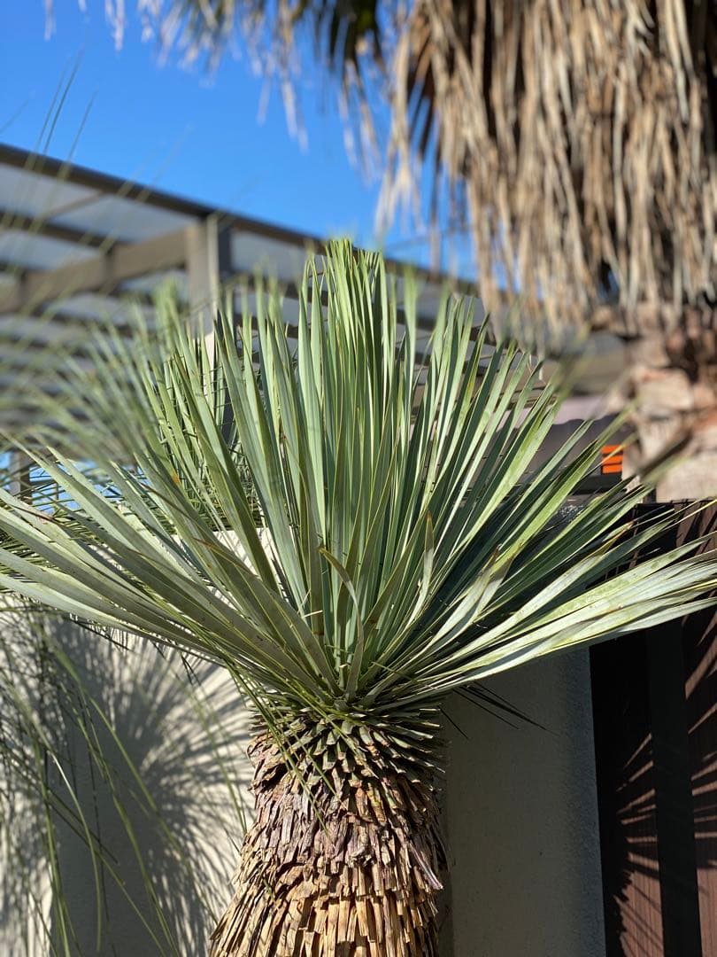 ユッカ　ロストラータ