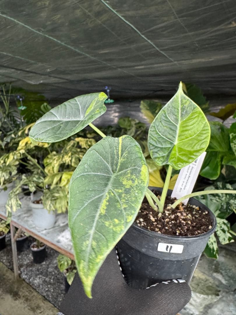 m*o様 11アロカシア　マハラニ　ゴールド　黄斑入り