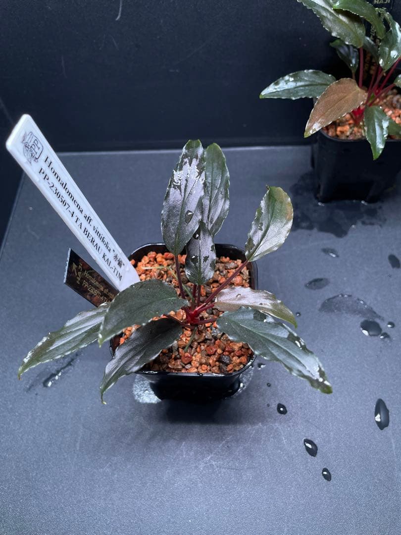 Homalomena aff. vittifolia \"赤備\" ホマロメナ 赤軸