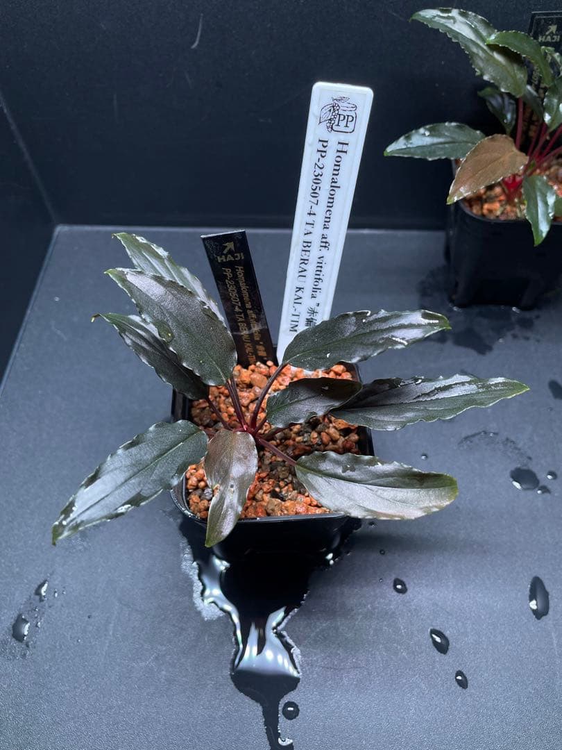 Homalomena aff. vittifolia \"赤備\" ホマロメナ 赤軸