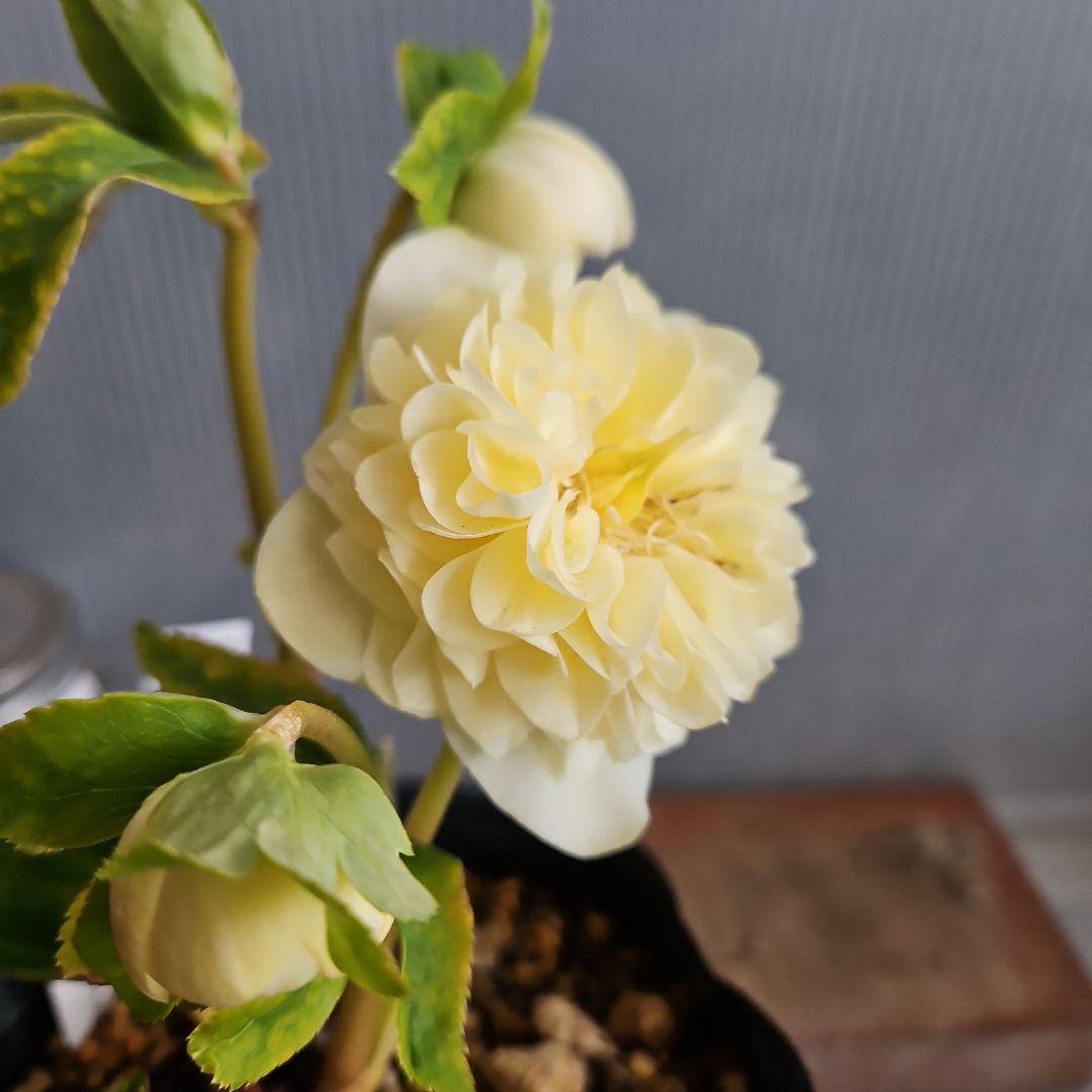 ★チョラコ☆様お取り置き苗㉖-440㉖-487クリスマスローズ