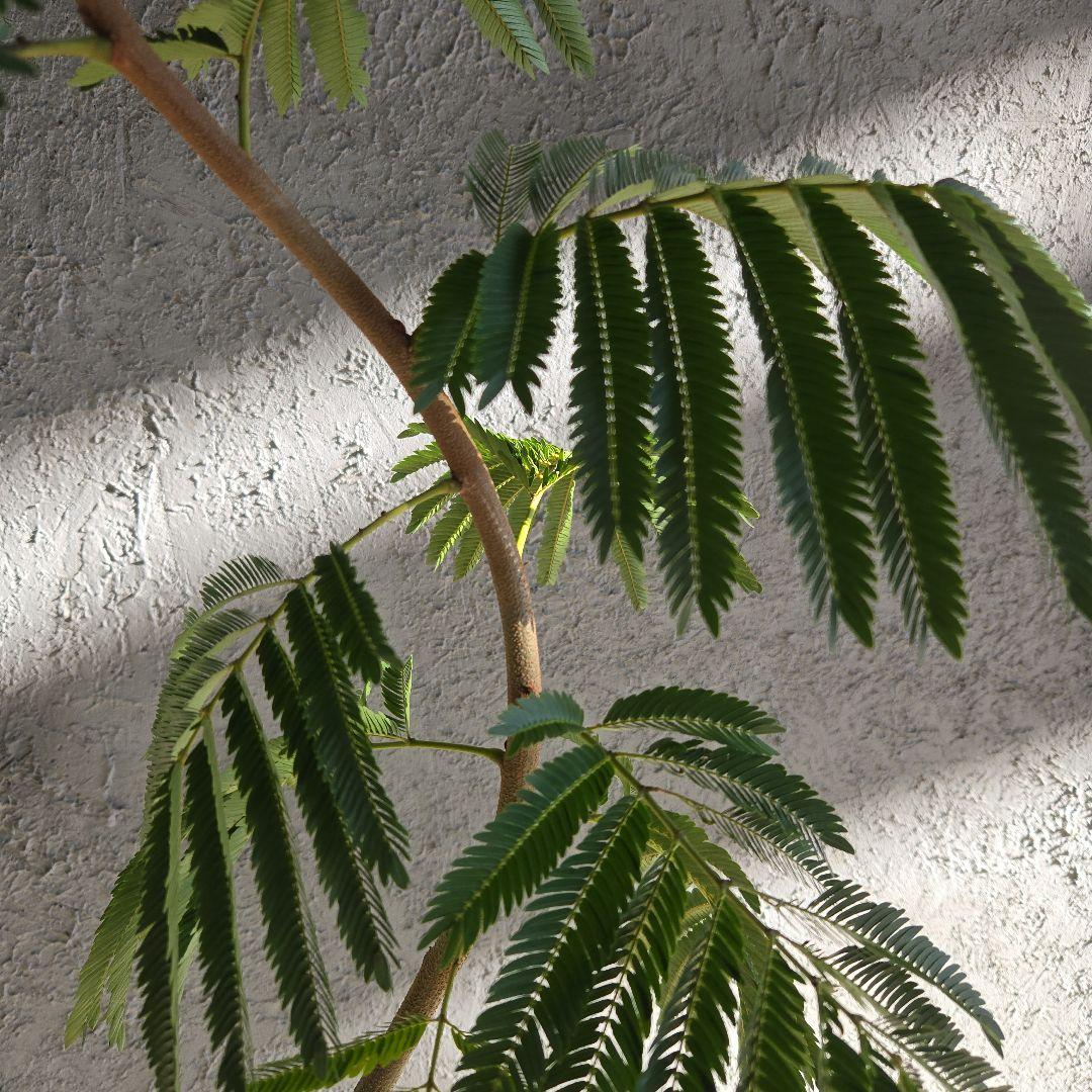 ⑳　エバーフレッシュ　曲がり仕立て8号　特大苗木最高等級‼️