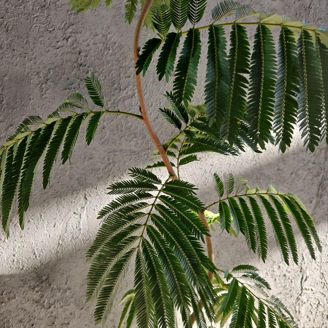 ⑳　エバーフレッシュ　曲がり仕立て8号　特大苗木最高等級‼️