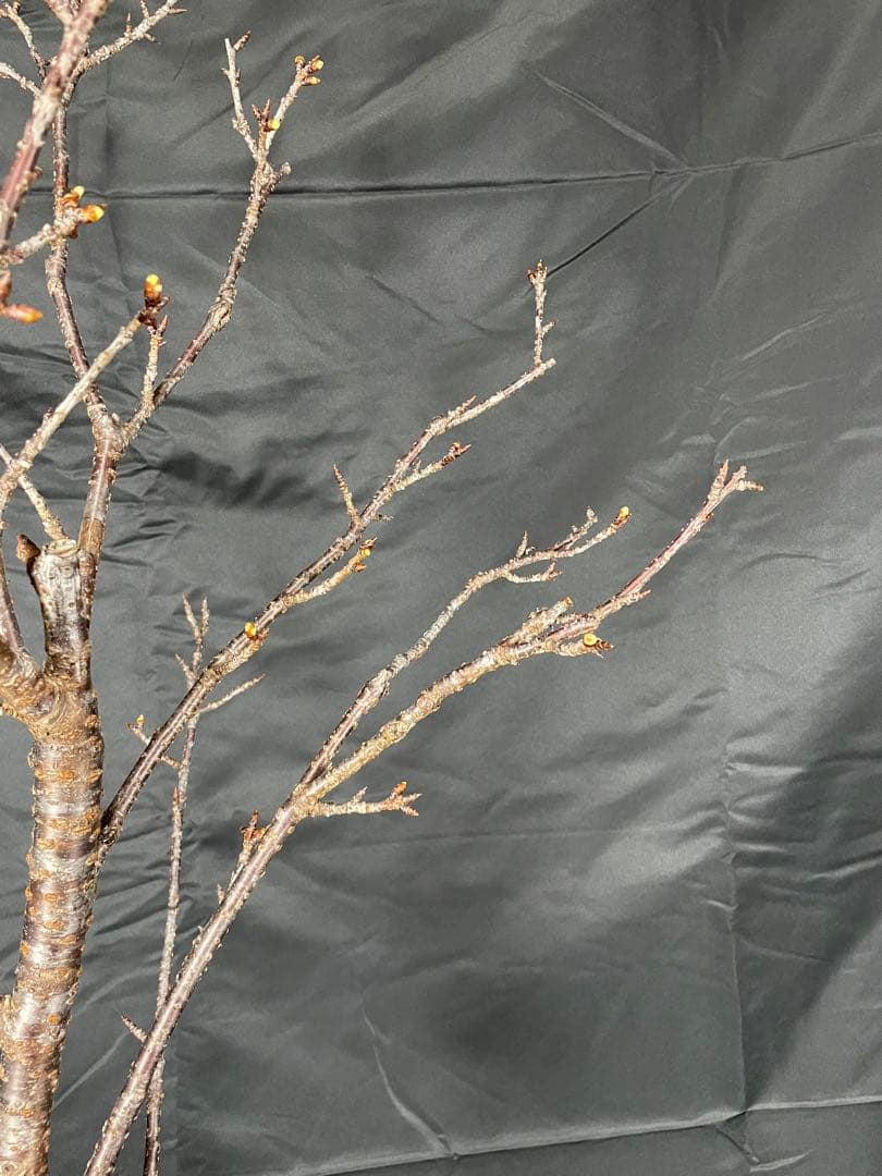 桜　河津桜　カワヅザクラ