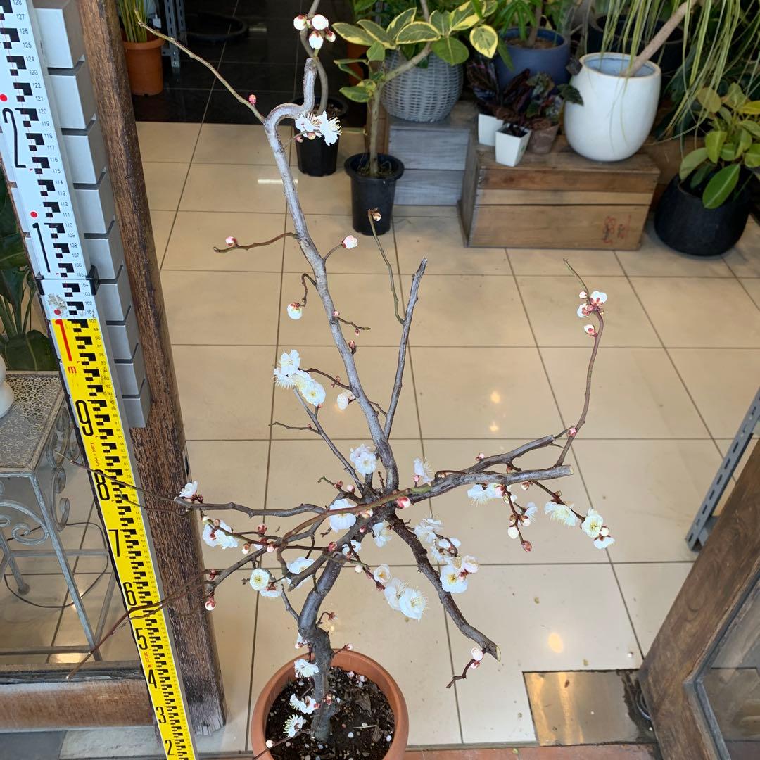 雲竜梅　ウンリュウバイ 8号 3