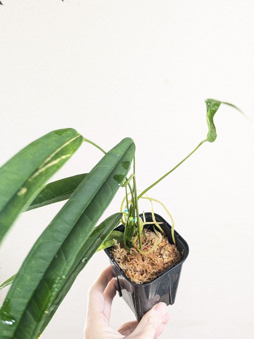 Anthurium lutheri　アンスリウム　原種　ルテリー