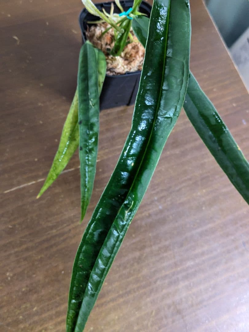 Anthurium lutheri　アンスリウム　原種　ルテリー