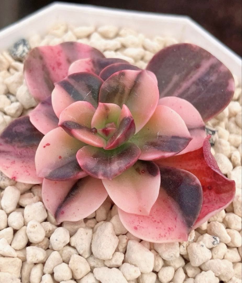 多肉植物　メラコ錦　未発根