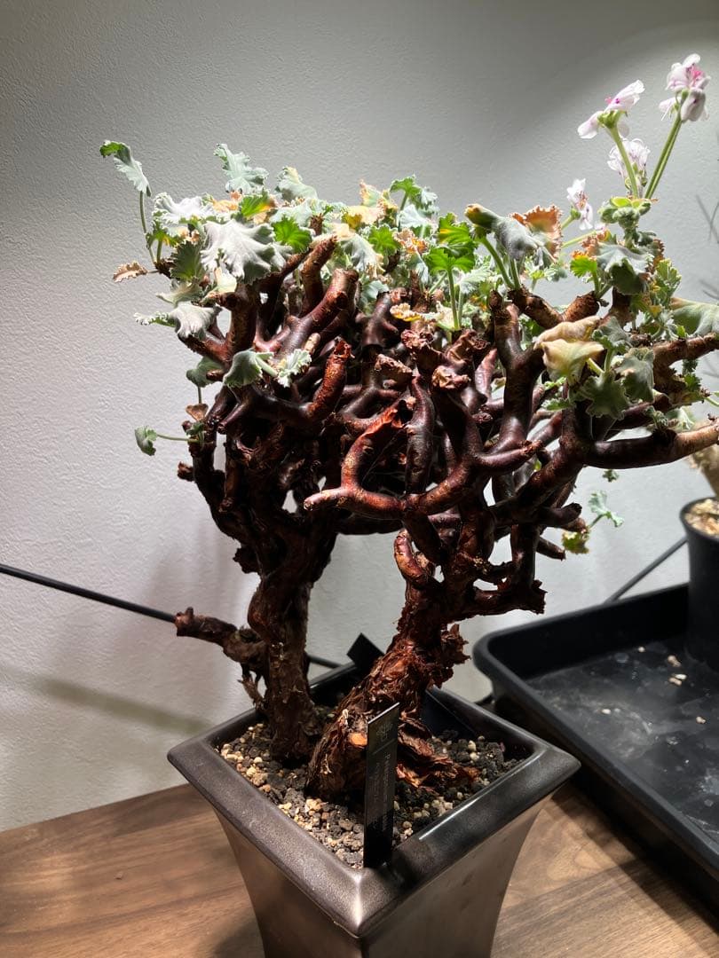 ペラルゴニウム　ミラビレ　現地球　発根済み