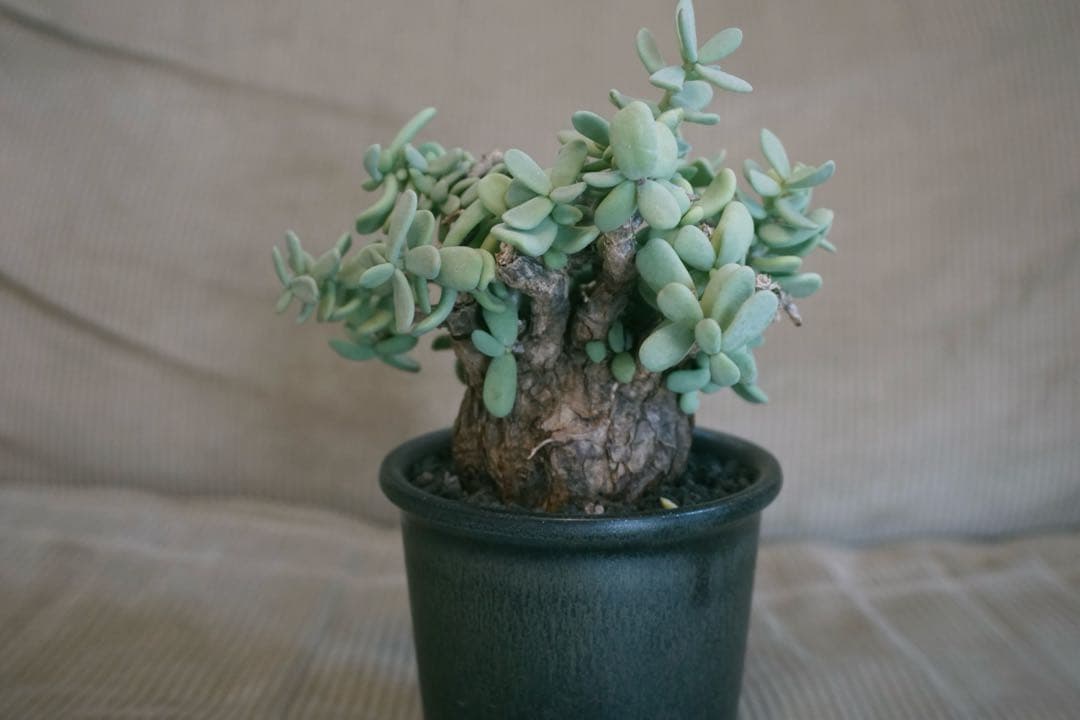 ケラリアピグマエア　現地球