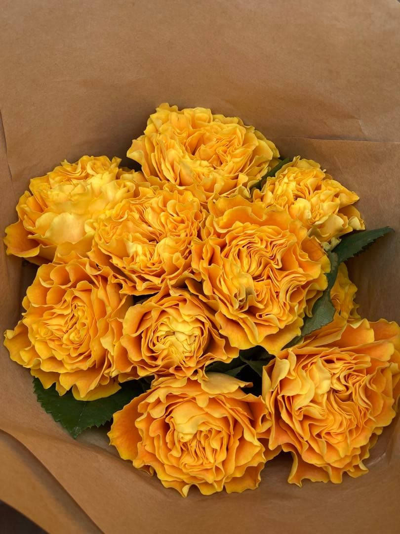 バラ苗　切りバラ苗 . マンゴーリーバ♡♡