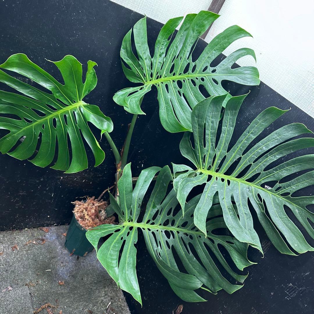 R*u様 モンステラデリシオーサマクロコズム超希少系統鉢植え108㎝レア