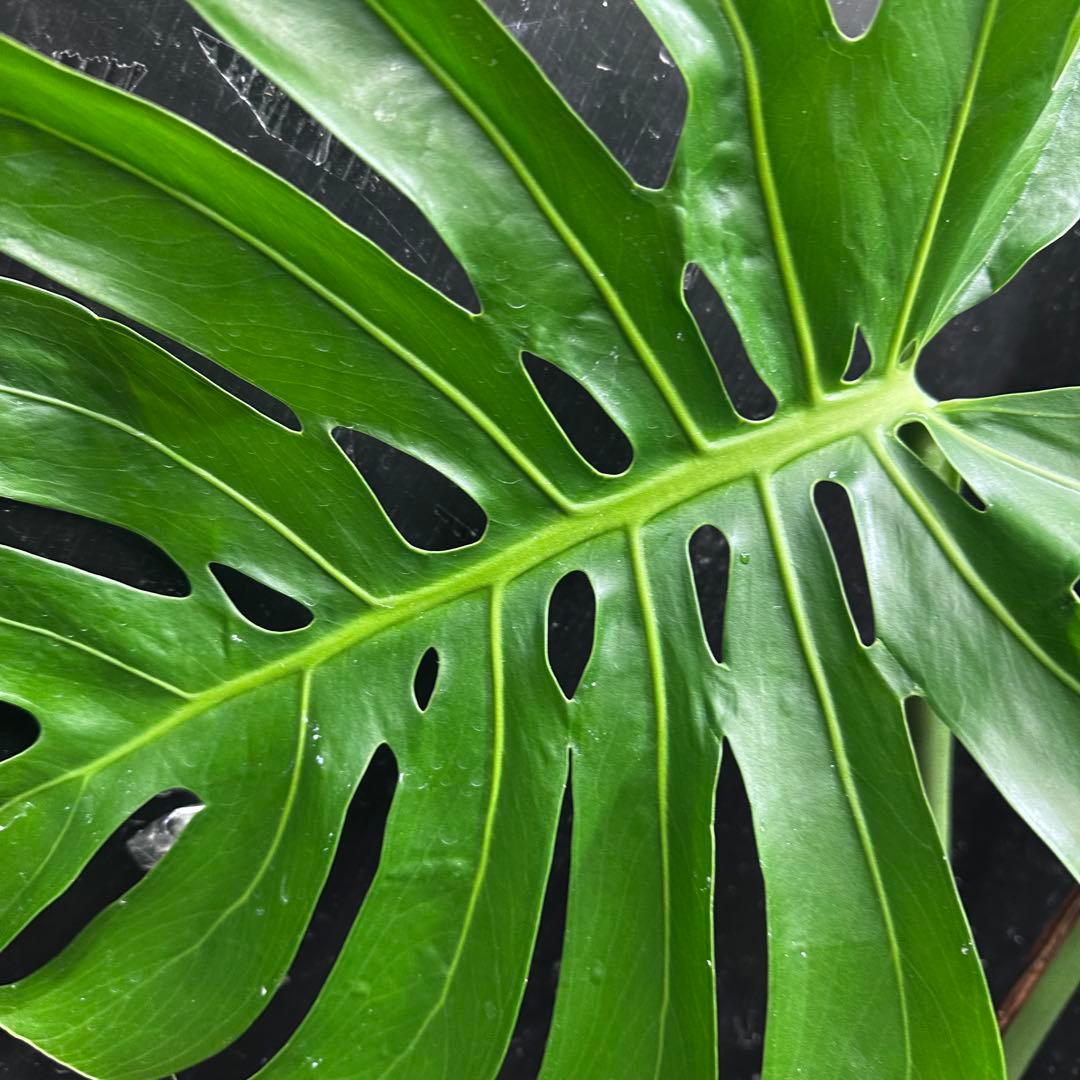 R*u様 モンステラデリシオーサマクロコズム超希少系統鉢植え108㎝レア