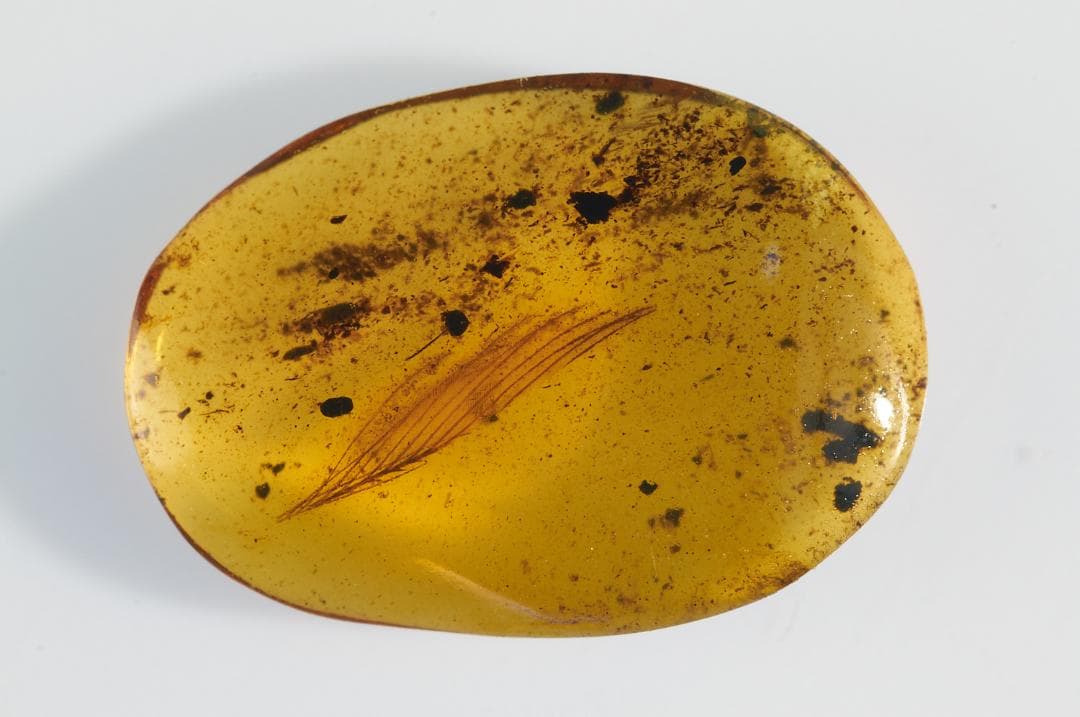 レア極上品 PA0026虫入り琥珀化石　ミャンマーカムティかタナイ9900万年前