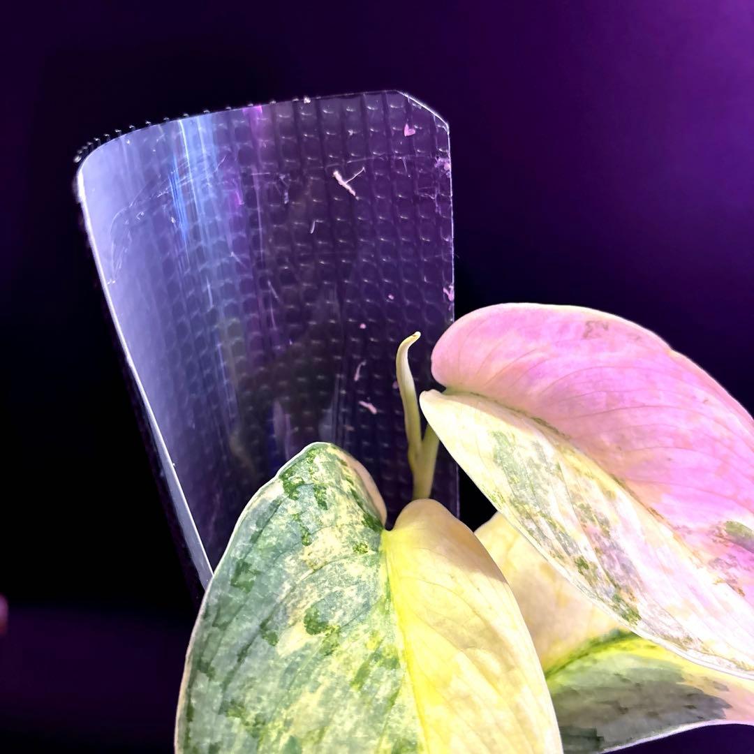 スキンダプサス　ニルマラ　1