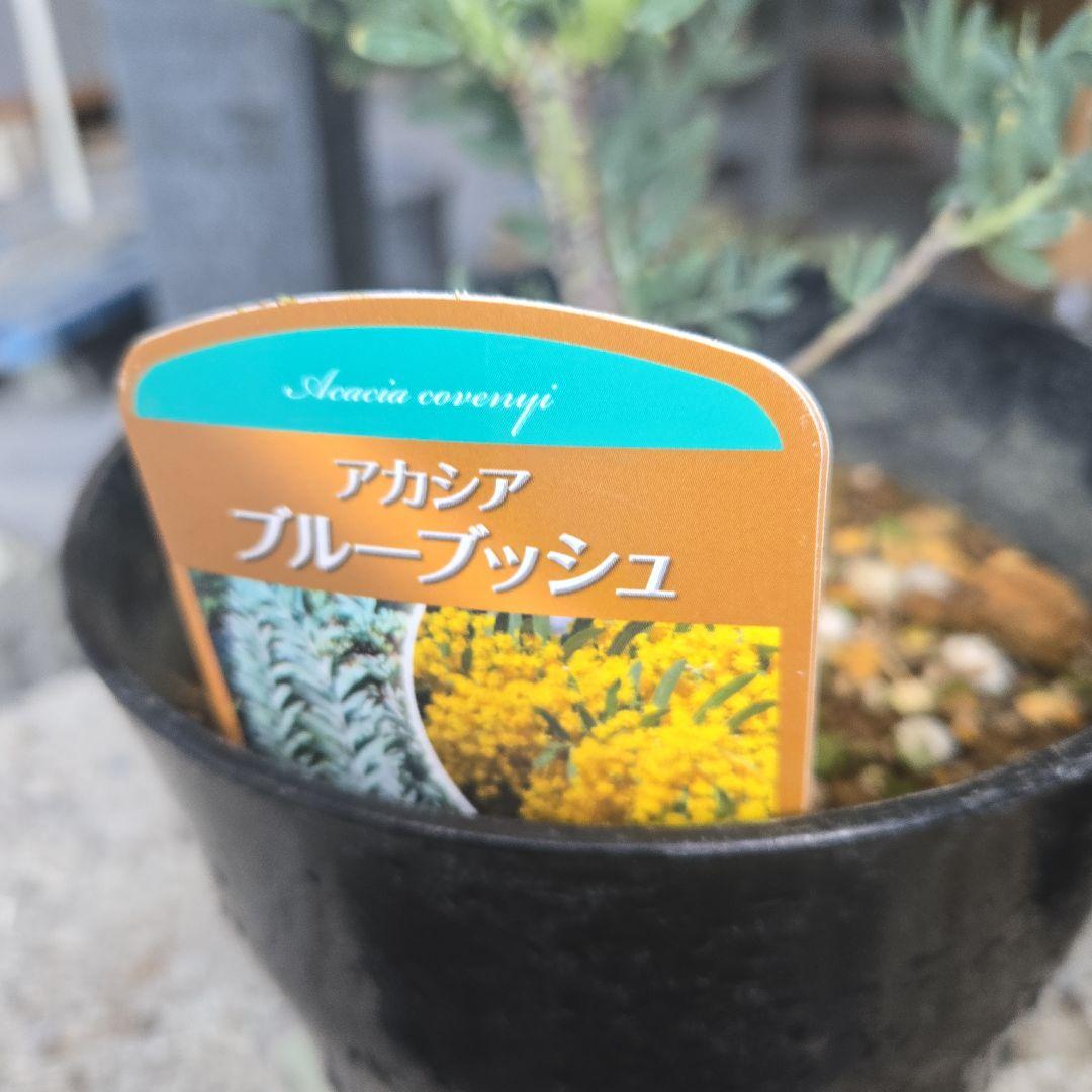 sealow　アカシアブルーブッシュ、ユーカリウェブステリアナ　2苗セット