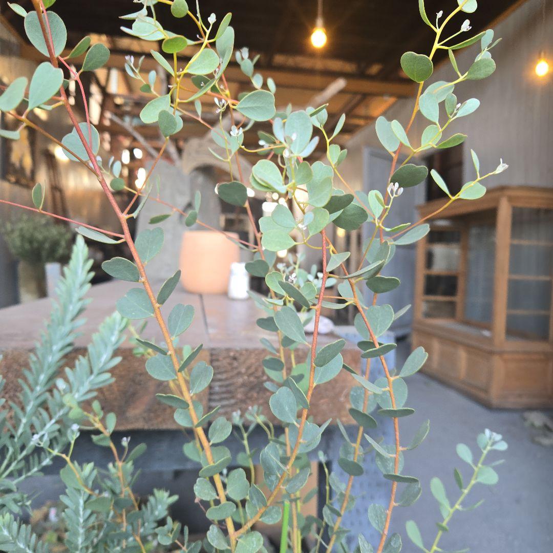 sealow　アカシアブルーブッシュ、ユーカリウェブステリアナ　2苗セット