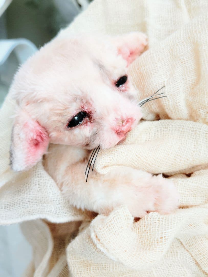 生後１０日♡リアルな子♡フェネック赤ちゃん♡アートドール♡ぬいぐるみ♡