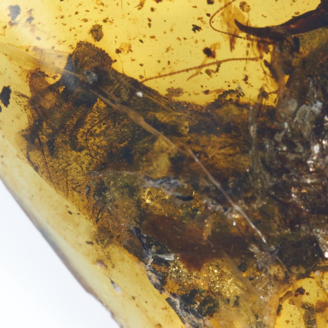 レア極上品 PA168虫入り琥珀化石　ミャンマーカムティかタナイ9900万年前