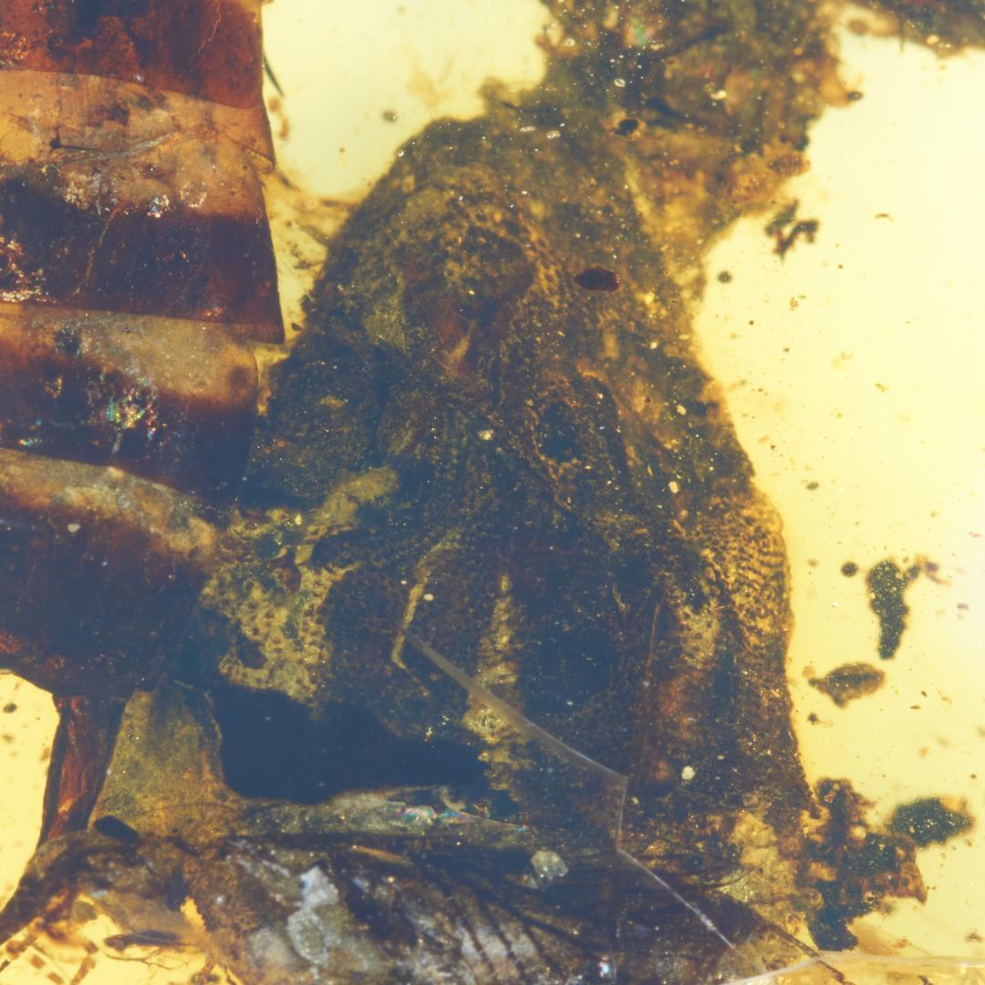 レア極上品 PA168虫入り琥珀化石　ミャンマーカムティかタナイ9900万年前